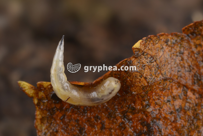 Mouche - Larve (asticot)  - gryphea.com